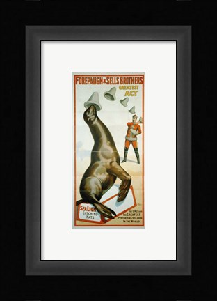 Framed Sea Lion Catching Hats Print