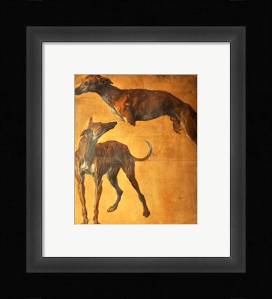 Framed Study of Greyhounds Print