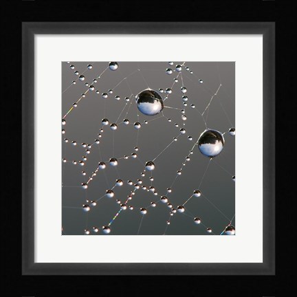 Framed Dew on Spider Web Print