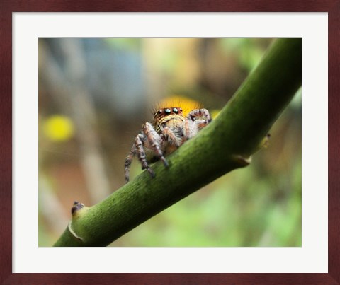 Framed Small Spider Print