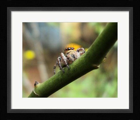 Framed Small Spider Print