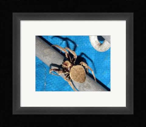 Framed Spider, Garden Orb Weaver Print