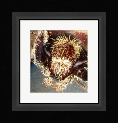 Framed Spider Close Up Print
