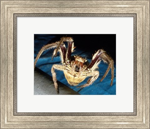 Framed Spider, Garden Orb Print