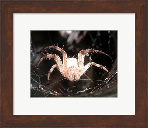 Framed Spider In Web Print