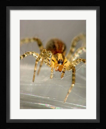 Framed Spider Spinning Web Print