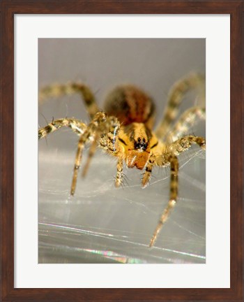 Framed Spider Spinning Web Print