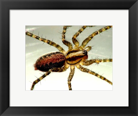 Framed Spider Close Up Print