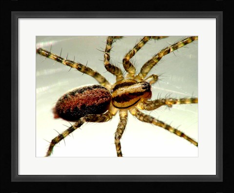 Framed Spider Close Up Print