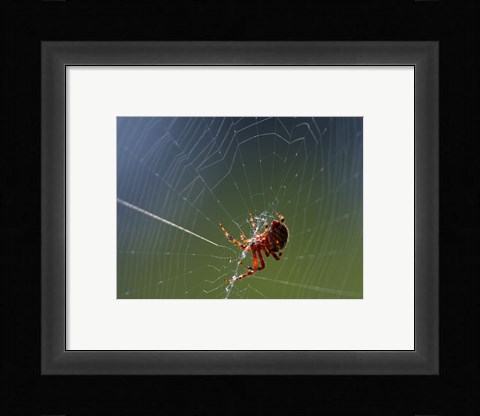 Framed Spider Spinning Its Web Print
