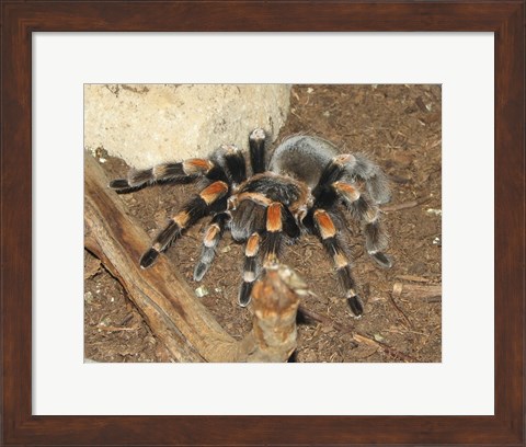 Framed Tarantula Print