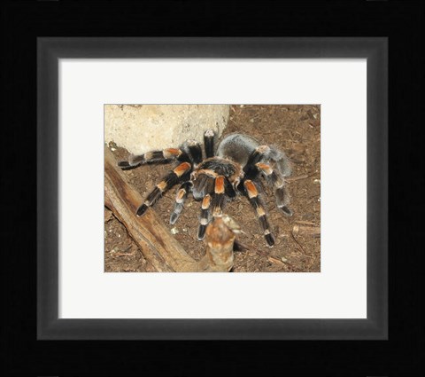Framed Tarantula Print