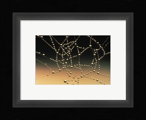 Framed Water Drops on Spiderweb Print