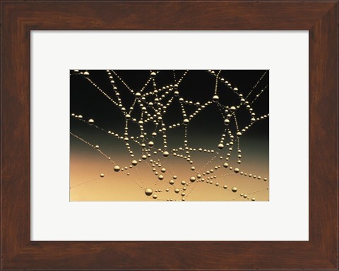 Framed Water Drops on Spiderweb Print
