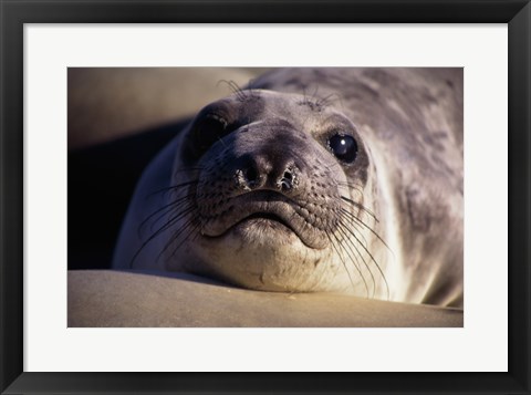 Framed Seal - photo Print