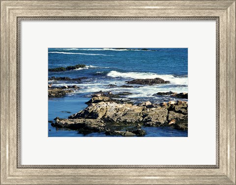 Framed Seals on rocks at the coast, California, USA Print