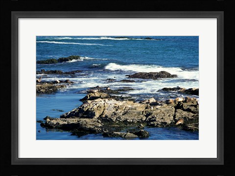 Framed Seals on rocks at the coast, California, USA Print