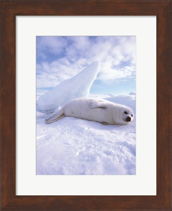Framed Seal - laying Print