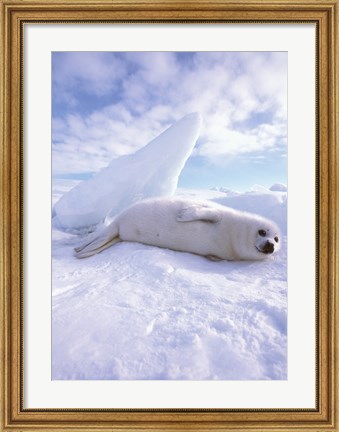 Framed Seal - laying Print