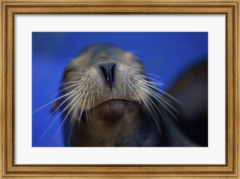 Framed Close-up of a California Sea Lion swimming in water Print