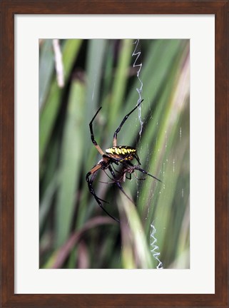 Framed Close-up of an Argiope Spider Print