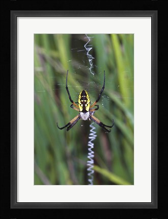 Framed Close-up of a Garden Spider Print