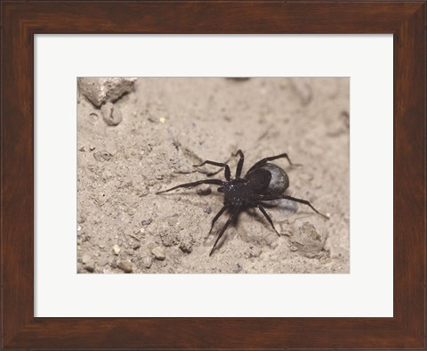 Framed High angle view of a Black Widow Spider Print