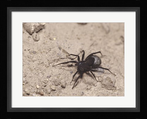 Framed High angle view of a Black Widow Spider Print