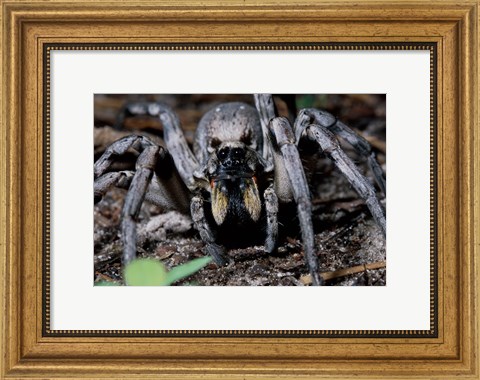Framed Close-up of a Carolina Wolf Spider Print