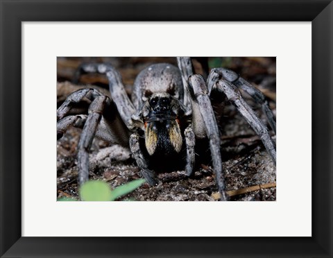 Framed Close-up of a Carolina Wolf Spider Print