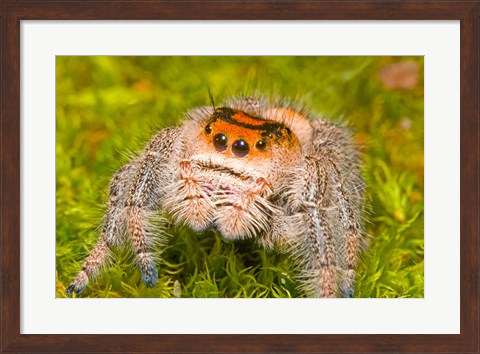 Framed Regal Jumping spider in a field, Florida, USA Print