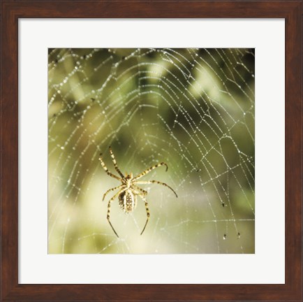 Framed Garden Spider Print