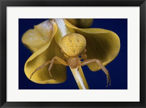 Framed Crab Spider Print