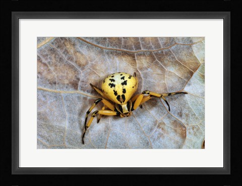 Framed Crab Spider Print