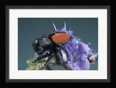 Framed Jumping Spider Print