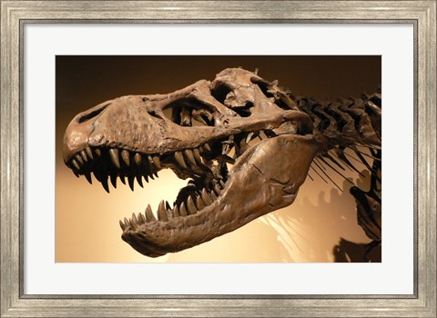 Framed Palais de la Decouverte Tyrannosaurus Rex Print