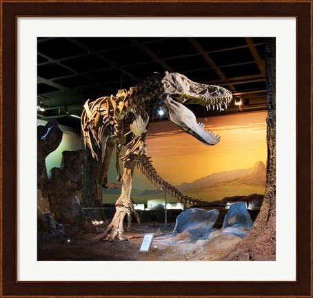 Framed Tyrannosaurus Fossil Reproduction Print