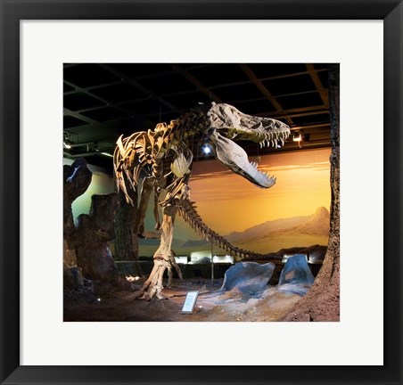 Framed Tyrannosaurus Fossil Reproduction Print