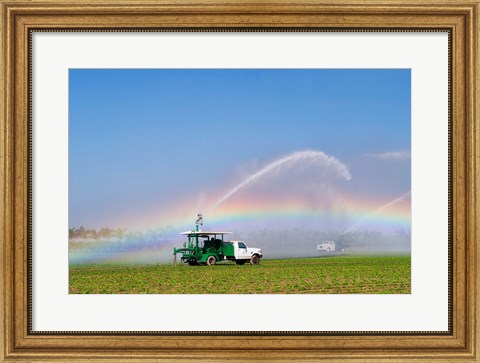 Framed Rainbow seen under the spray from sprinkler in a vegetable field, Florida, USA Print