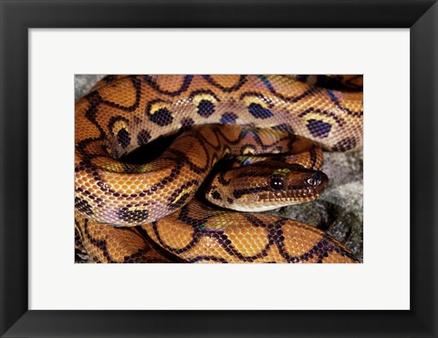Framed Close-up of a Brazilian Rainbow Boa curled up (Epicrates cenchria cenchria) Print