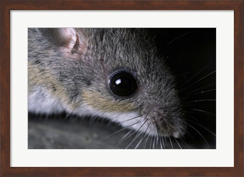 Framed White-footed Mouse - up close Print