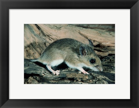 Framed White-footed Mouse Print