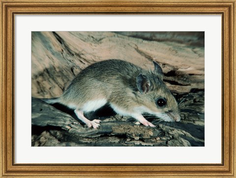 Framed White-footed Mouse Print