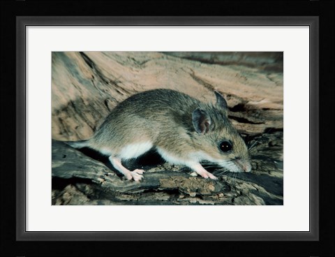 Framed White-footed Mouse Print