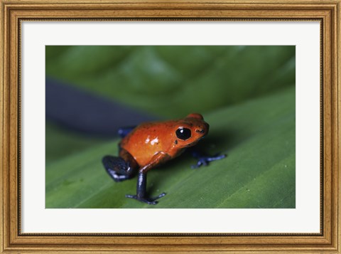Framed Strawberry Poison Dart Frog Print