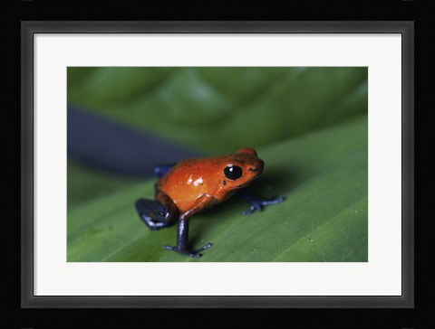Framed Strawberry Poison Dart Frog Print