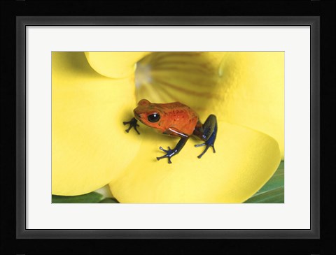 Framed Strawberry Poison Dart Frog Print