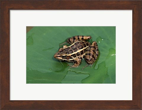 Framed Pickerel Frog Print