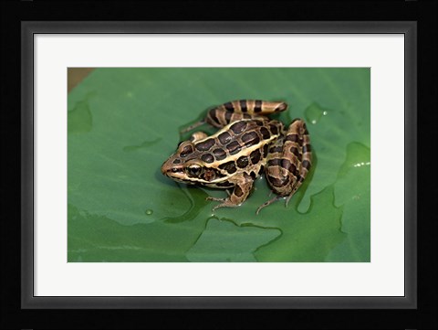 Framed Pickerel Frog Print