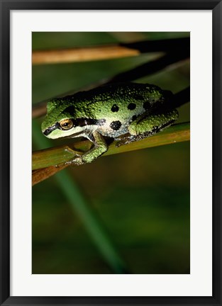 Framed Pacific Tree Frog Print